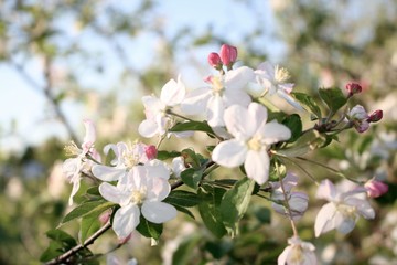 Fototapeta na wymiar Cherry Blossom Tree in the Sun
