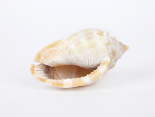 Shell