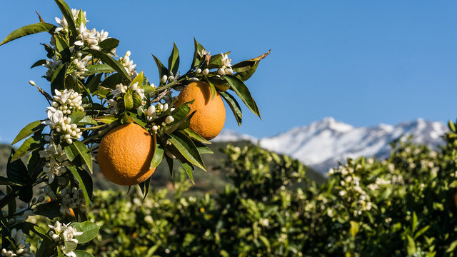Orangenhain in Westkreta (in Fourn&eacute;s) mit Lefka Ori im Hintergrund