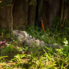 Iguana in green grass