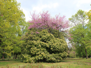 Деревья багрянника и фотинии в парке