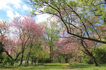 Цветущие деревья церциса европейского (Cercis siliquastrum) в Приморском парке г. Варна (Болгария)  © dinar12