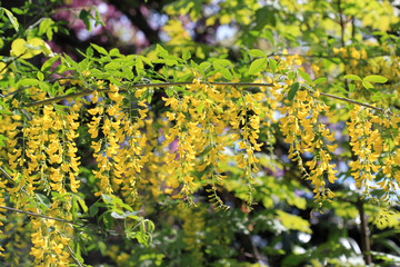 Цветы жёлтой акации 