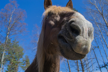 Close-up for horse's nose against the bright blue sky
