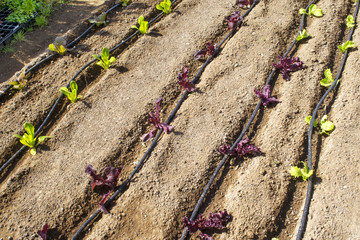 campo irrigato da impianto a goccia