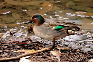 alzavola anatra uccello palustre acquatico arezzo toscana