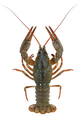 Crawfish isolated on white