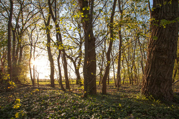 Obraz premium Wald im Gegenlicht