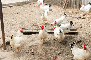 chickens in henhouse on stick. Coop with chickens in the village. Poultry yard