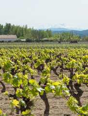 Vigne avec les Pyr&eacute;n&eacute;es enneig&eacute;es