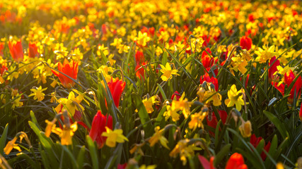 Fototapeta premium Tulpen und Osterblumen