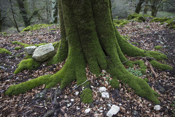 Radici di alberi ricoperti dal muschio