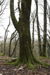 Radici di alberi ricoperti dal muschio