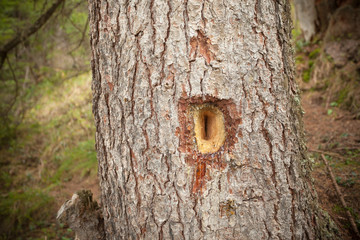 woodpecker sign over a pine tree in the forest