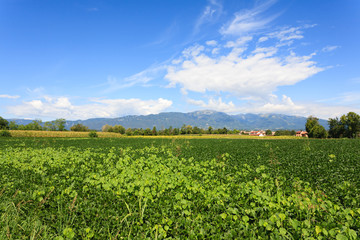 Agriculture, field of soybean