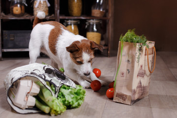 Dog breed Jack Russell Terrier and foods are on the floor in the kitchen