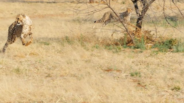 cheetah running in the wild bush savanna slow motion tracking shot