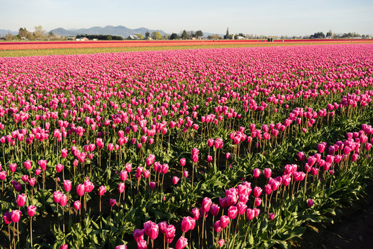 Pink Tulips Sunlight Floral Agriculture Flowers Skagit Valley