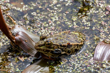 grenouille
