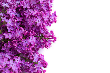 Fototapeta premium purple lilac flowers isolated over white background