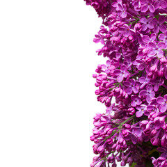 purple lilac flowers isolated over white background