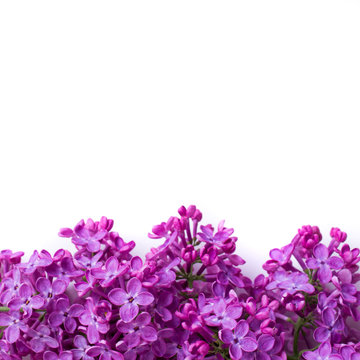 Fototapeta purple lilac flowers isolated over white background