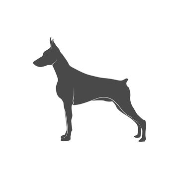 silhouette of the dog - doberman.