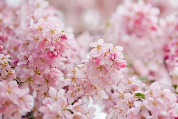 Crédence en verre imprimé Fleur de cerisier сакура
