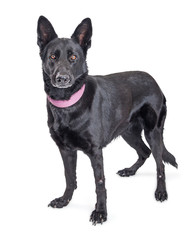 Black Shepherd Dog Standing Looking at Camera