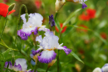 iris flowers closeup with water drops on the petals