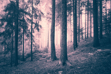 Beautiful pink colored dreamy conifer forest. Color filter effect used.