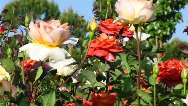 Beautiful garden with colored roses.  Beautiful colored roses, red, yellow, white pink flowers in park. 