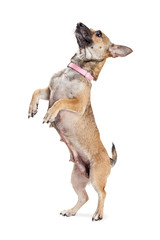 Little Dog Begging Side View