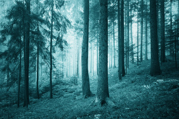 Fototapeta premium Beautiful turquoise colored dreamy conifer forest. Color filter effect used.