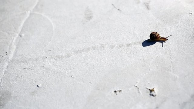 Brown Snail moving on a white background