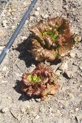 Redina Lettuce with drip irrigation
