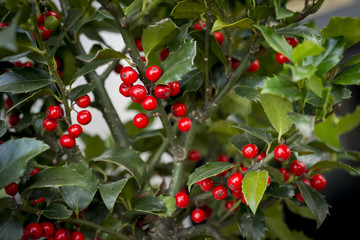 Holly Plant with Berries