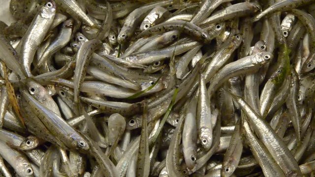 مچھلی بھون Fish fry Rbjih mladic Frijenno magnanno Frittura di paranza Fiskeyngel