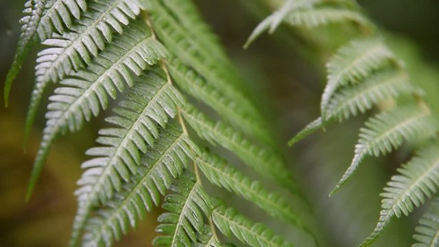 Close up on green fern leaves with rain drops in tropical forest, birds singing in background