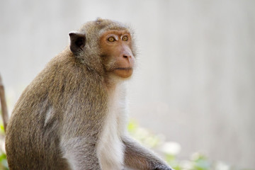 サルのポートレート
