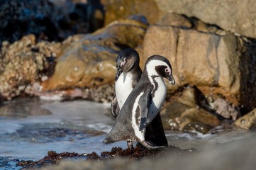 African penguins on the shore. African penguin ( Spheniscus demersus) also known as the jackass penguin and black-footed penguin. Boulders colony. South Africa