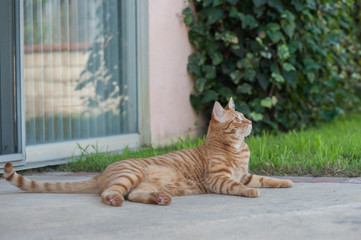 Naklejka premium Orange cat lying on concrete sideways looking right in backyard. 