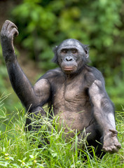 Chimpanzee Bonobo sits with the raised hand on a grass. short distance, close up. The Bonobo ( Pan paniscus)