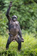 Bonobo standing on her legs  with a cub on a back. Green natural background.  The Bonobo ( Pan...