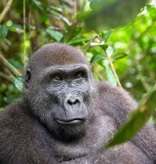 Portrait of a western lowland gorilla (Gorilla gorilla gorilla) close up at a short distance. Adult...