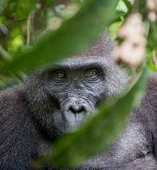 Portrait of a western lowland gorilla (Gorilla gorilla gorilla) close up at a short distance. Adult female of a gorilla in a natural habitat. © Uryadnikov Sergey