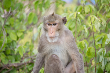 Obraz premium サルのポートレート 