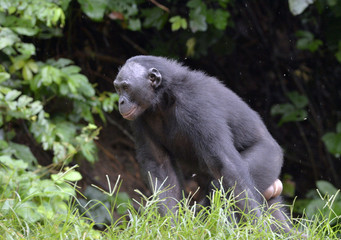 The close up  Bonobo in natural habitat. Green natural background.
