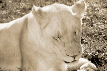 The white lion is occasionally found in wildlife reserves in South Africa and is a rare color...