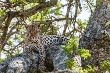 Leopard on a tree. The leopard hides from solar hot beams on a tree. The leopard (Panthera pardus)